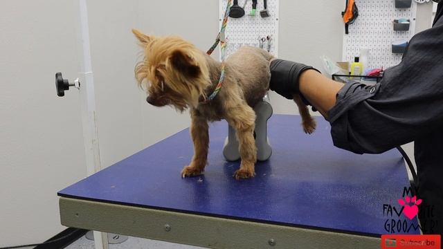 Senior Yorkie And Dogupstand June 2024