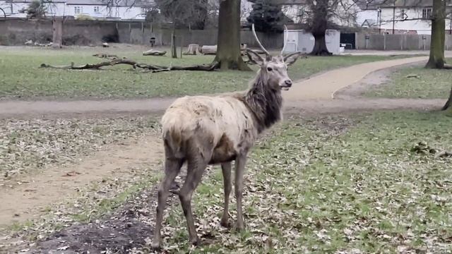 Олень в Ричмонд-парке. смотреть онлайн