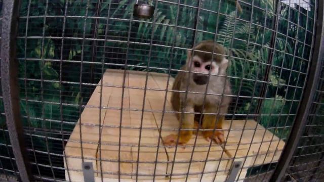 скромная обезьянка смотреть онлайн