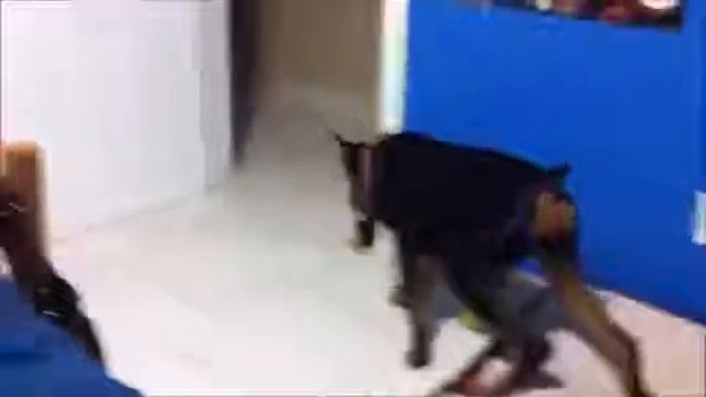 Смешные видео 😂Я ржал пол часа смотреть онлайн