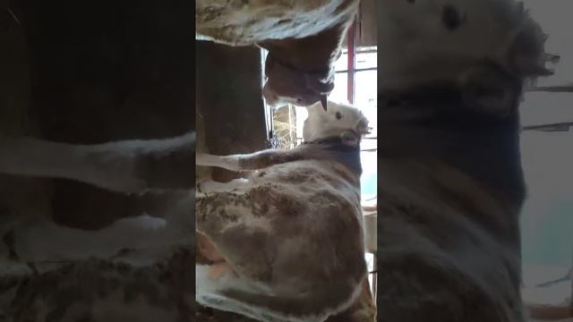 готовимся к забою быка смотреть онлайн