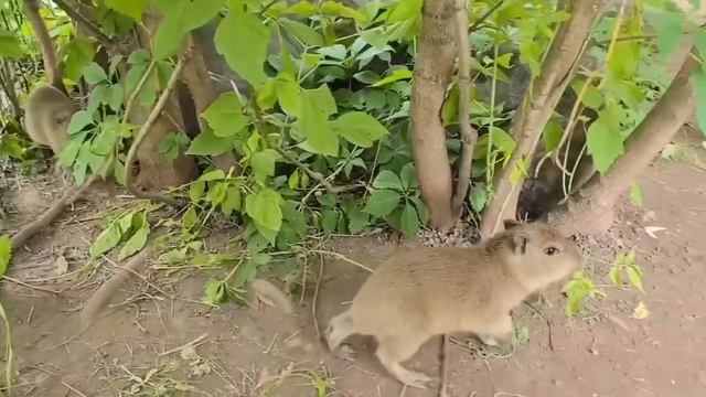 🥰Московский зоопарк показал детенышей капибары, появившихся на свет чуть меньше двух недель назад🥰 смотреть онлайн