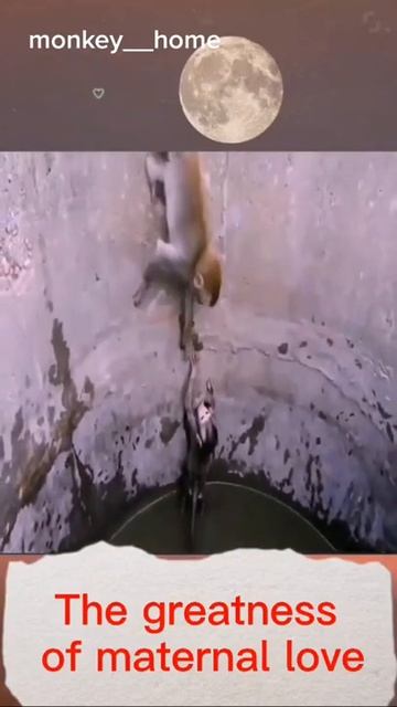 Monkey Animals SOO Cute! AWW Cute baby animals Videos Compilation CUTEST moment of the animals #241 смотреть онлайн