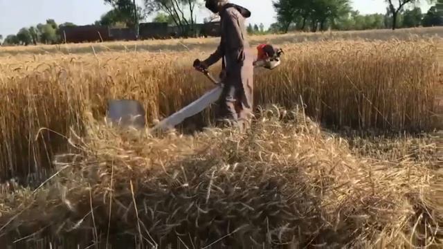 Wheat Hand cutting Machine смотреть онлайн
