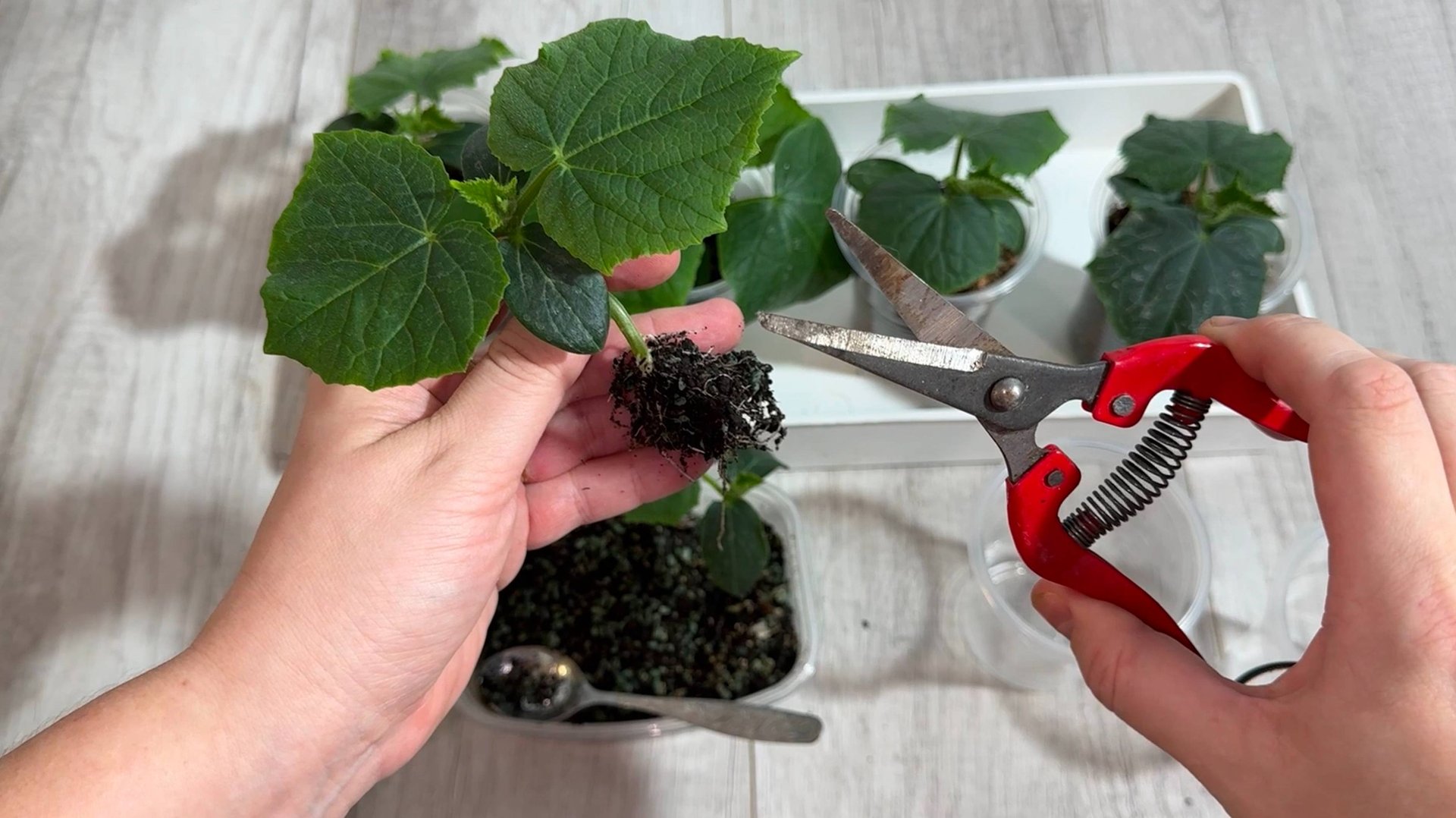 ЖАЛЕЮ, что РАНЬШЕ ТАК не САЖАЛА ОГУРЦЫ! ПОТРЯСАЮЩИЙ РЕЗУЛЬТАТ смотреть онлайн