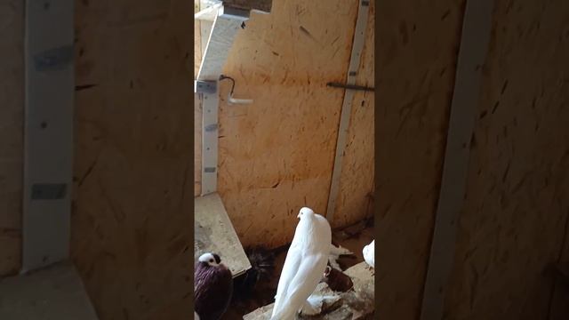 Голуби Кропоткин смотреть онлайн