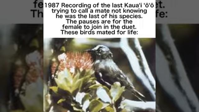 Extincted bird sound смотреть онлайн
