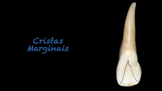 Cíngulo, Cristas Marginais, Fossa e Forame Cego | Face Lingual Dente Anterior |Anatomia Dental смотреть онлайн