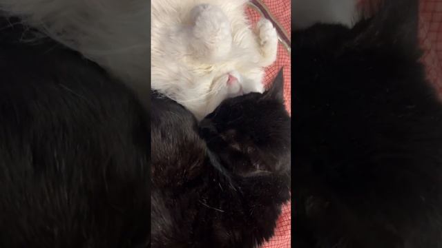 Gato negro y gato blanco juntos durmiendo #gatos #gato #gatosgraciosos смотреть онлайн