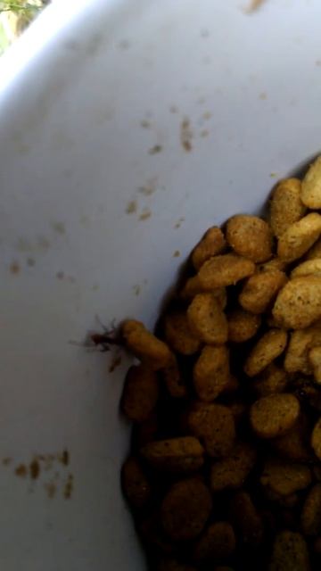 Super strength ANT struggling to get food. смотреть онлайн