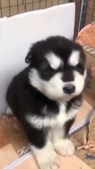 Husky howling puppy cute #shorts смотреть онлайн