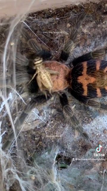 Diary Of A Tarantula! (Davus pentaloris) смотреть онлайн