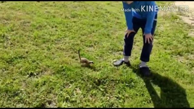 Дикий Сурикат смотреть онлайн