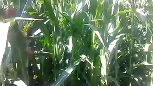 заготовка кукурузи на силос смотреть онлайн