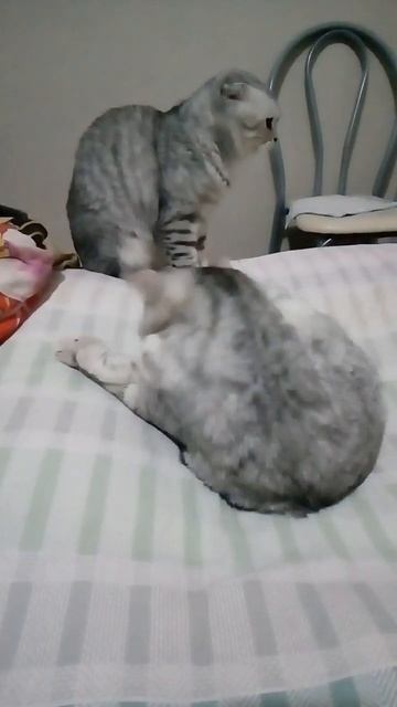 кот и кошка после вязки смотреть онлайн