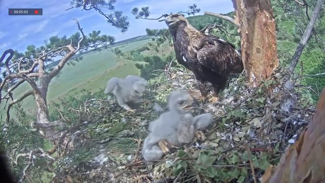 14.06.2021 9:19 Алтын с сусликом. Алтынай вылетает. Алтын вылетает смотреть онлайн