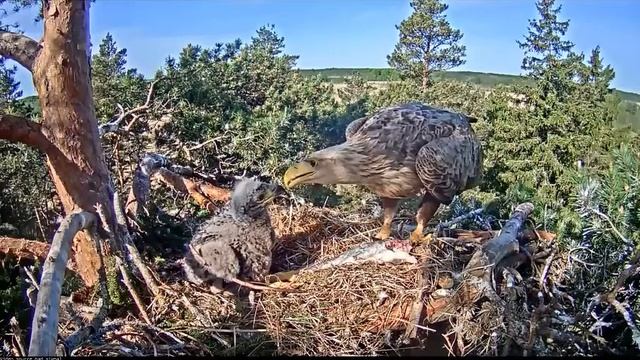 Орлан - белохвост. (Эстония) - Мама прилетела с рыбалки. смотреть онлайн