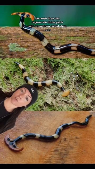 invasive, toxic, cannibalistic, and potentially immortal смотреть онлайн