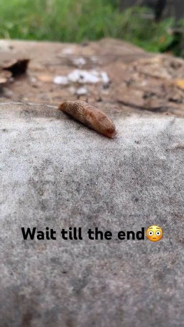 Banana snail! (Wait till the end) смотреть онлайн