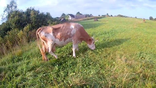 В гости на деревню к Бабушке!