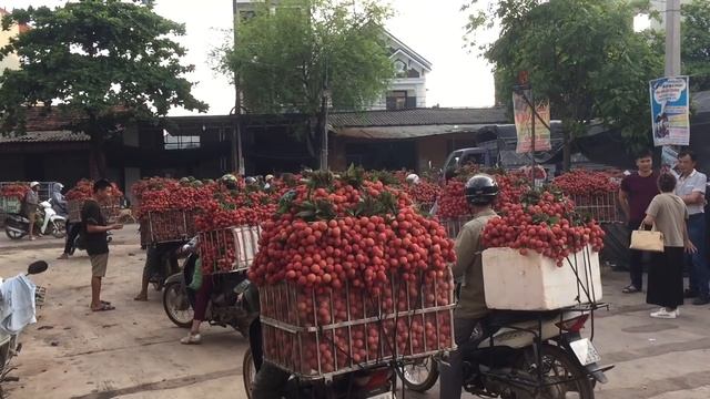 Cập nhật giá vải thiều 14/6/2020 | Thanh Hà đẹp 32k - 35k | Bản sắc miền núi смотреть онлайн