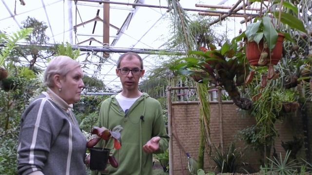 Непентес Раджа (лат. Nepenthes rajah) смотреть онлайн