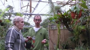 Непентес Раджа (лат. Nepenthes rajah)