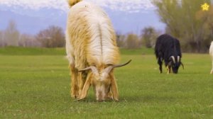 Домашние животные для детей Мультики про животных Звуки животных