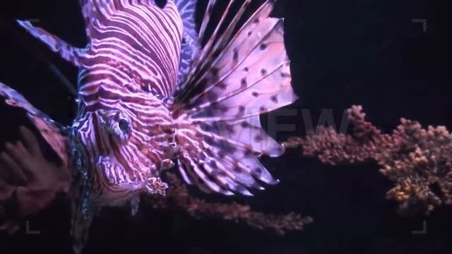 Lionfish (Pterois volitans) Stock Video смотреть онлайн