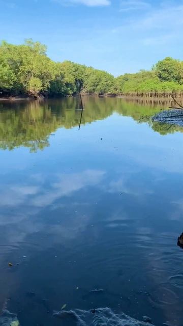 Why Do I Keep Walking Up Early To Find Otter Titi In The Mangroves? смотреть онлайн