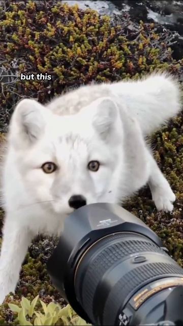 Arctic Fox interested in this camera💙 #shorts смотреть онлайн
