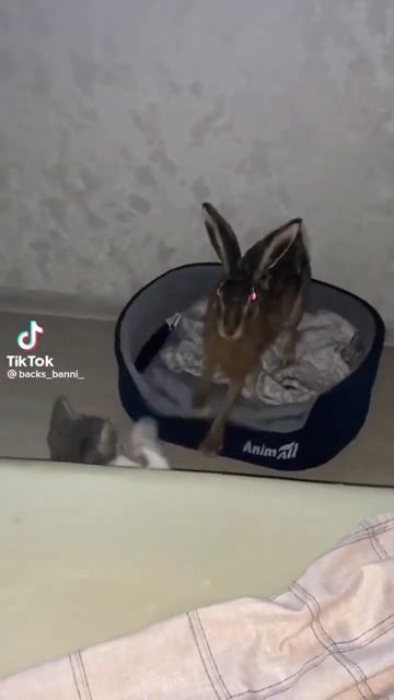 любовь зайца и кота. слабонервным не смотреть смотреть онлайн