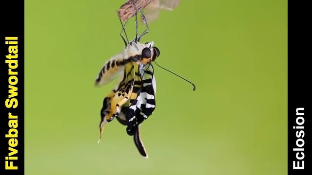 A Fivebar Swordtail butterfly emerges from its pupal case смотреть онлайн