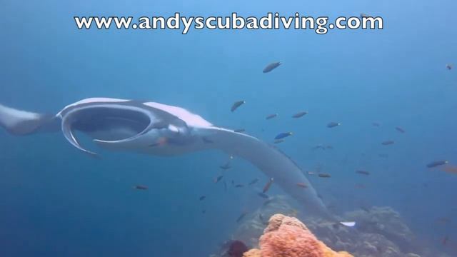 Manta Ray at Hin Muang смотреть онлайн