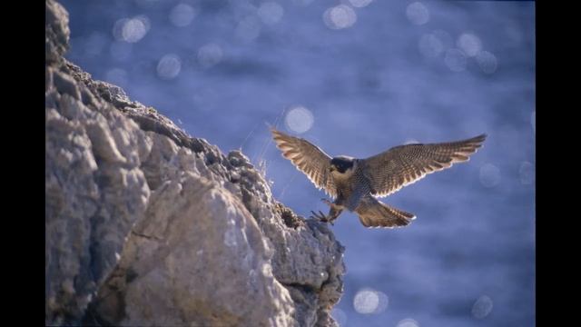 Porto Conte; il parco dei falchi pellegrini смотреть онлайн