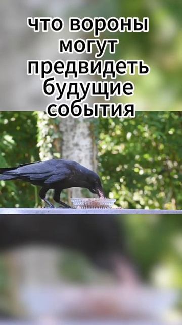 А вы знали что вороны есть самые умные птицы на планете? #facts #animals #wildlife смотреть онлайн