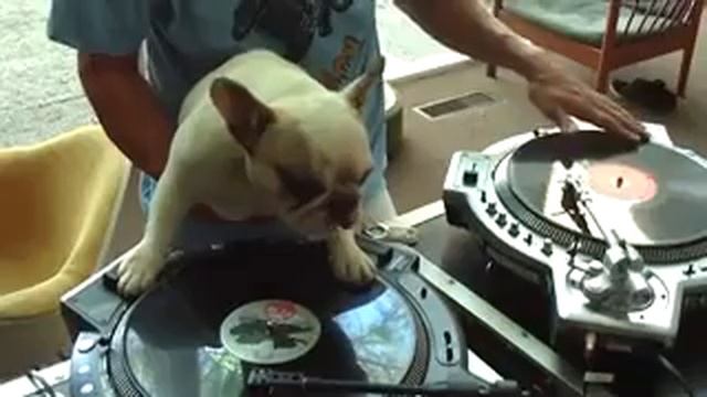 Собака лучший друг Dj-я. смотреть онлайн