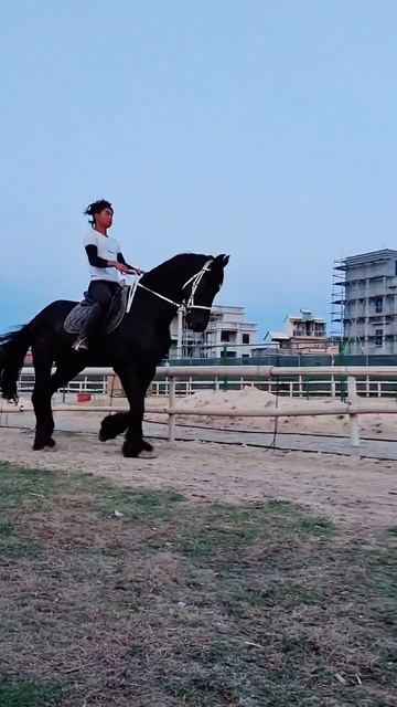 Horse mating couple- Top beautiful horse смотреть онлайн
