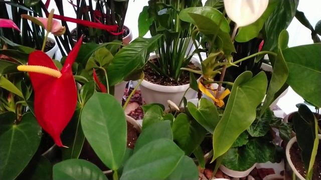 Как оставить цветы без полива на время отпуска смотреть онлайн