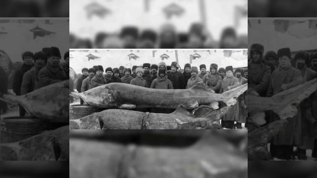 Белуга самый большой асетр в мире смотреть онлайн