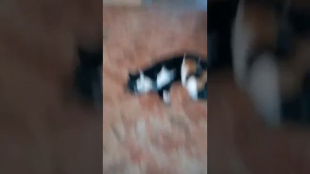 Котёнок у кота пьет молоко смотреть онлайн