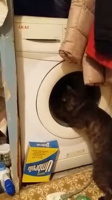 Кошачья стирка смотреть онлайн