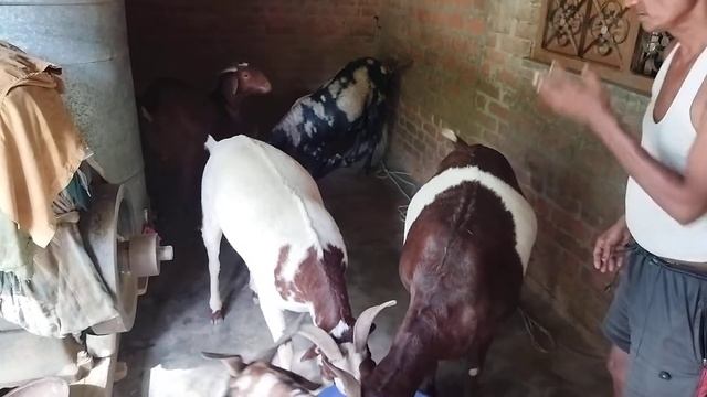 75 to 95kg heavy weight he goat khasi for sale in bakrid-2022 смотреть онлайн