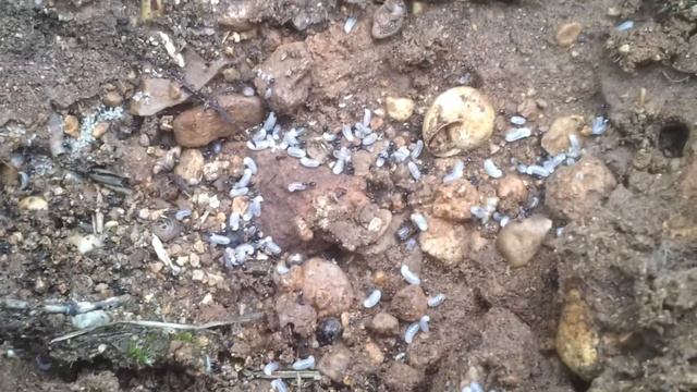 Tapinoma Nigerrimum: larvas смотреть онлайн