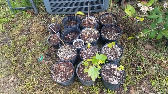 Air Layers Meyer Lemon and Fig Trees Update смотреть онлайн