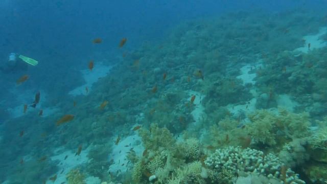 Red Sea: Ras Mohammed - Shark and Yolanda Reef смотреть онлайн