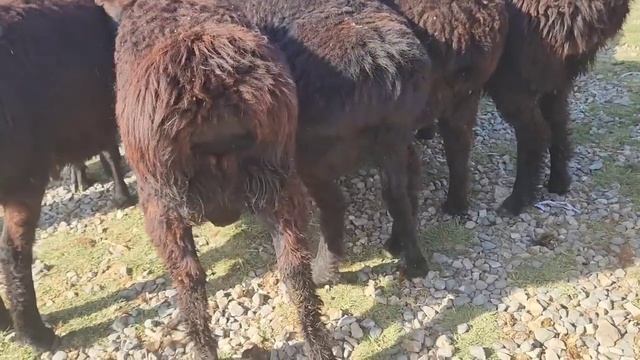 JIZZAX OSIYO QO'Y ECHKI BOZORI TELL NO'MERI BILAN OPTOM KAMOLIDDIN.UZ EDILBAY GISARI смотреть онлайн