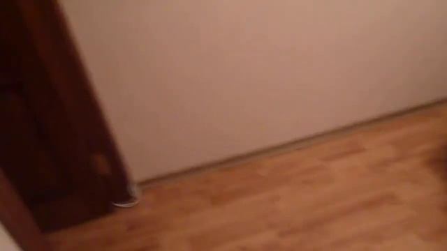 My boxer dogs Tima and Yutta/Немецкие боксера Тима и Ютта смотреть онлайн