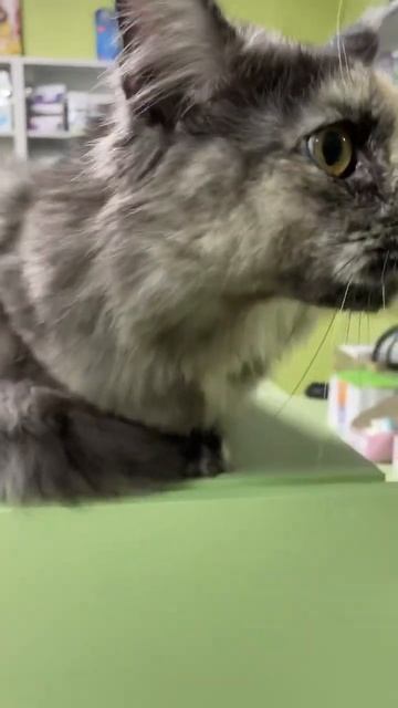 ну очень красивая кошечка Роза вновь посетила сегодня филиал Великого Новгорода 🐈_⬛ смотреть онлайн