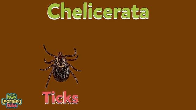 What Are Arthropods? | The Insects Song For Kids | KLT WILD смотреть онлайн